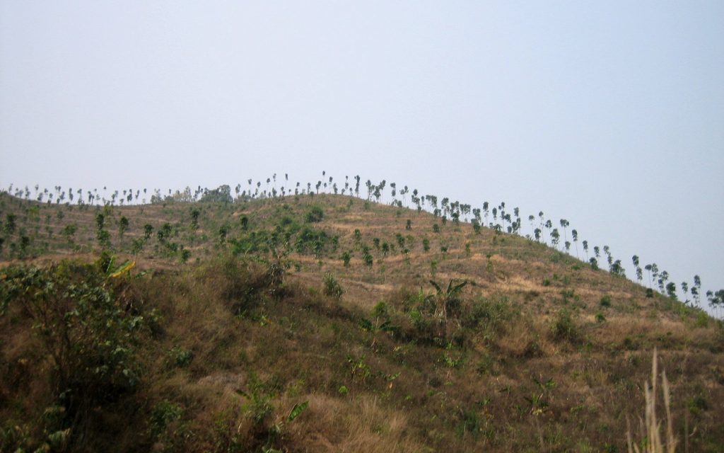 A rubber plantation in northern Laos. Photo by Prince Roy on Flickr. Licensed under CC-BY-SA-2.0.